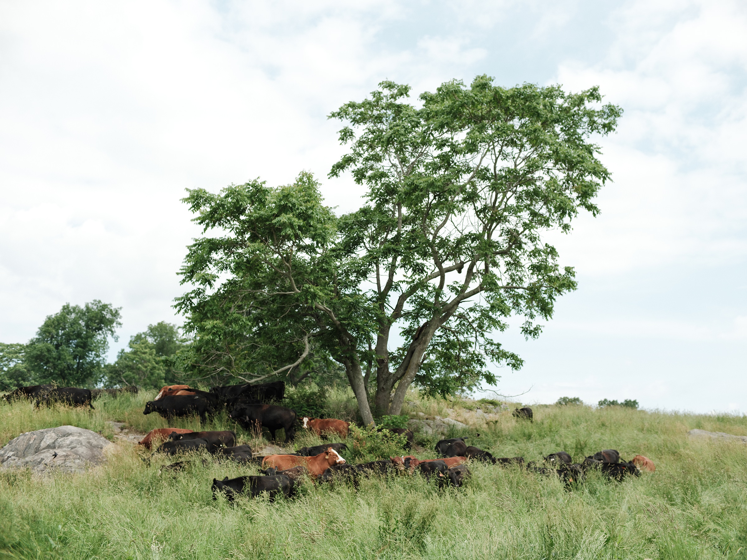 New York Commercial Farm Photographer
